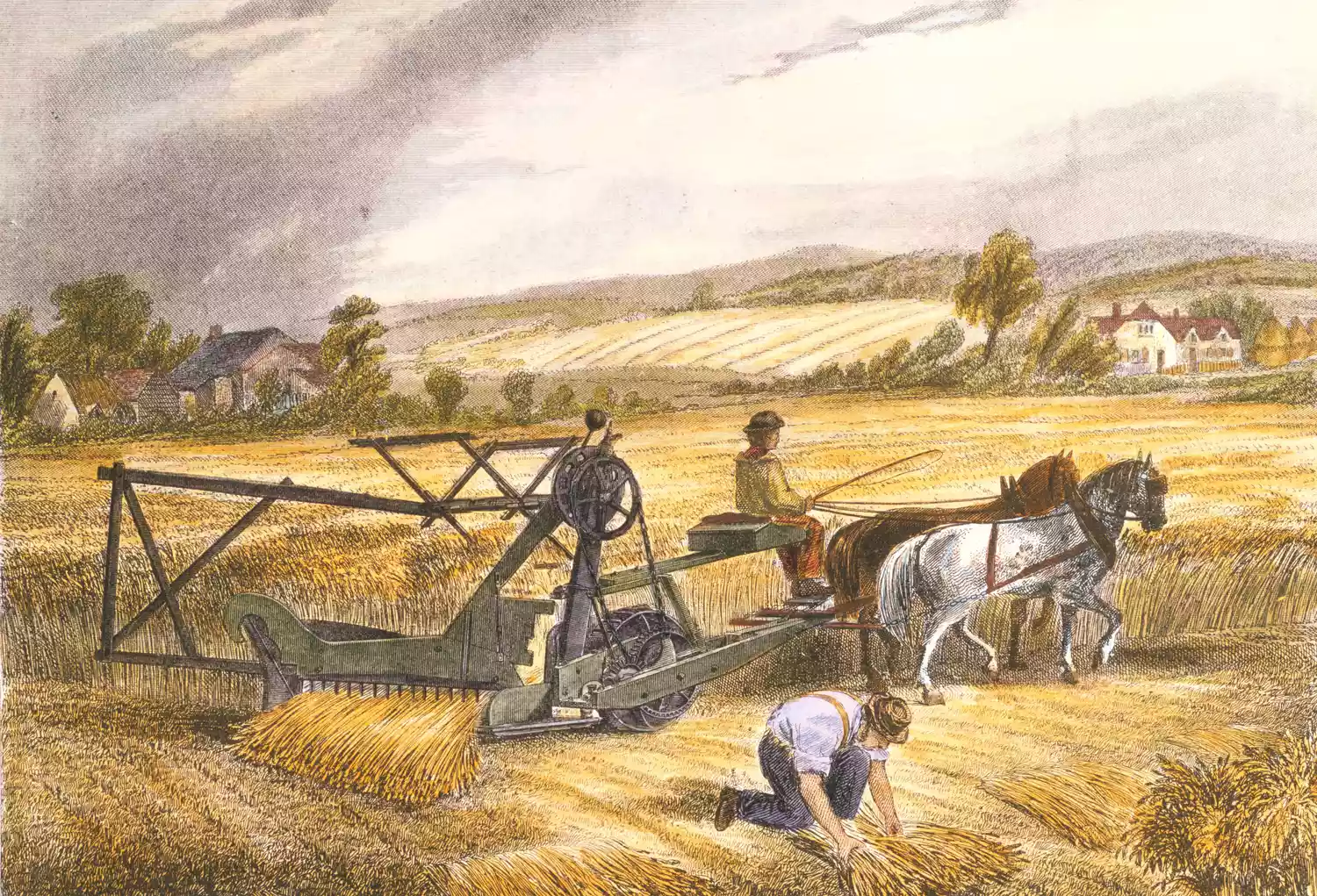 reaper for wheat