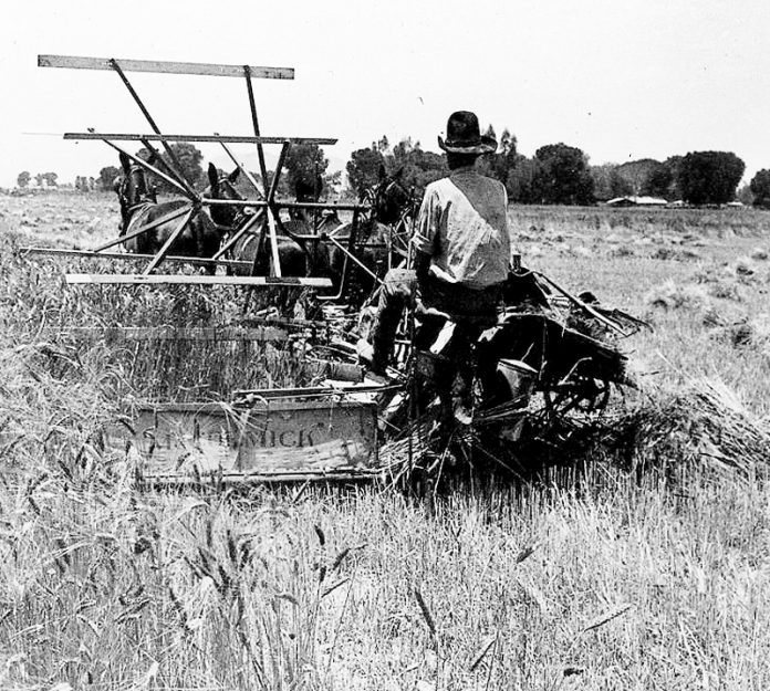 wheat reaper binder machine price